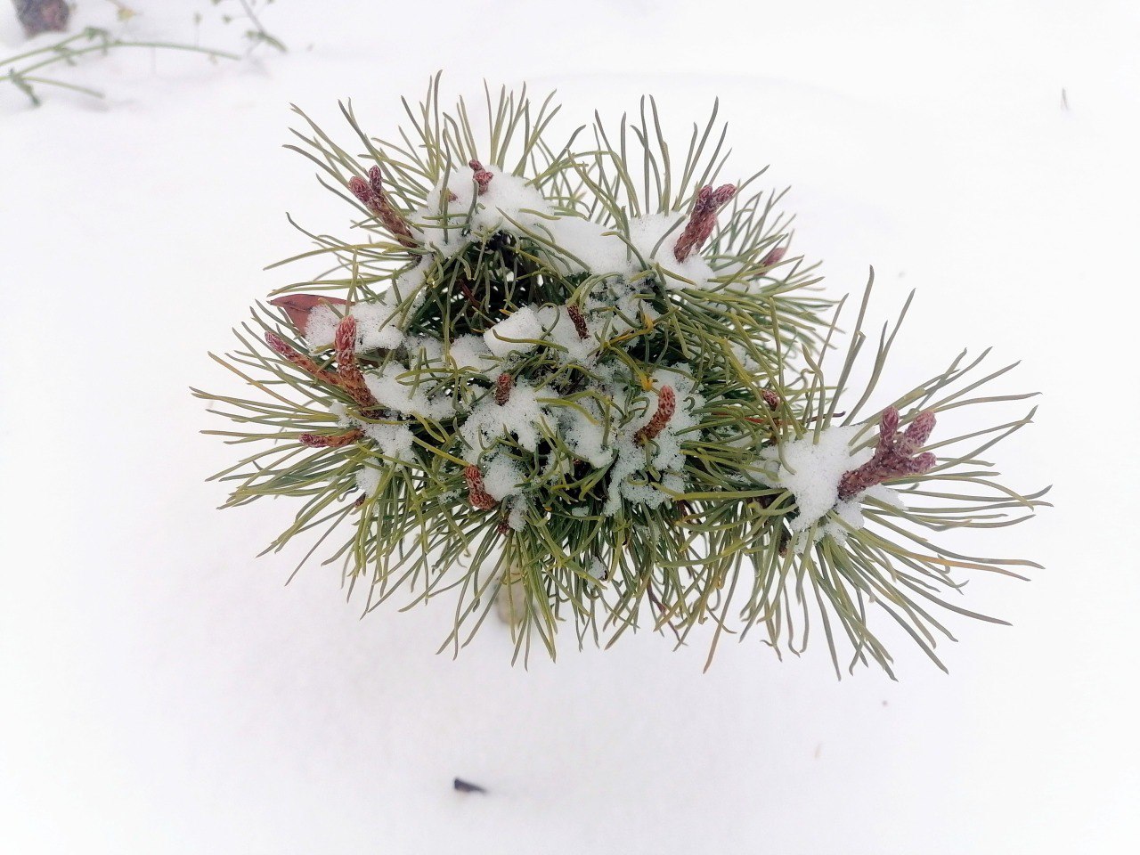 Pinus mugo 'Hejtmanek'