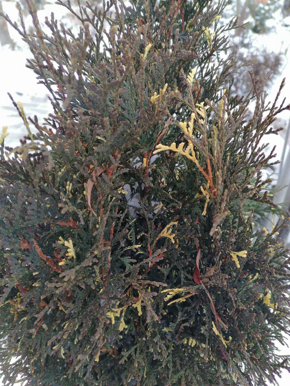 Thuja occidentalis 'Konfettii'