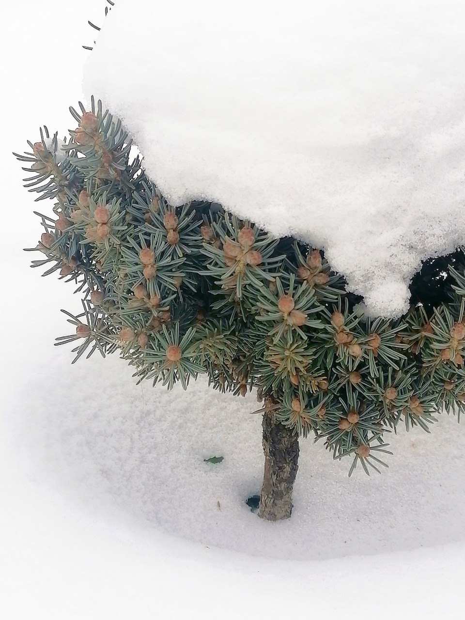 Picea schrenkiana 'Beze'