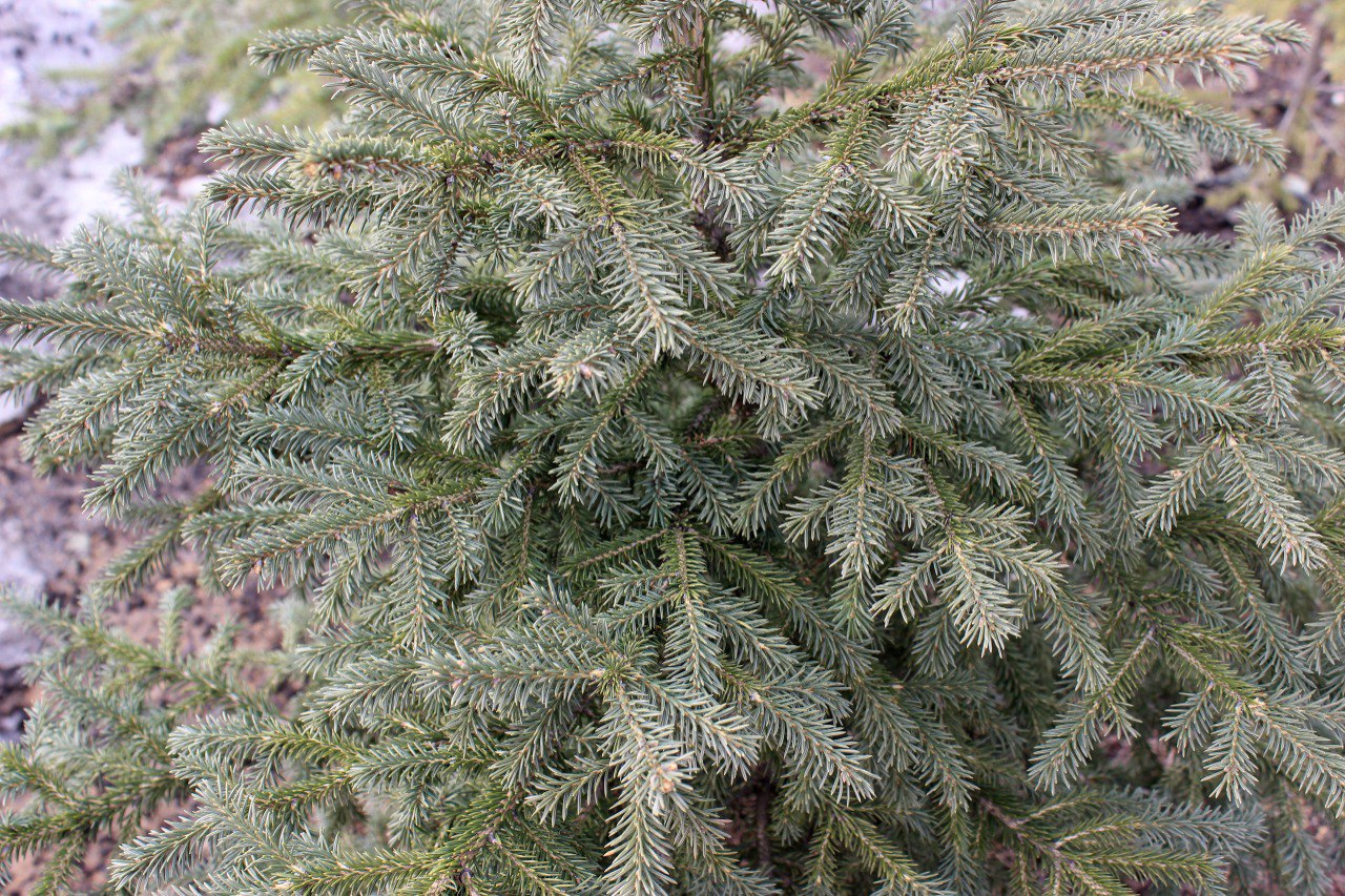 Picea obovata 'Onguday'