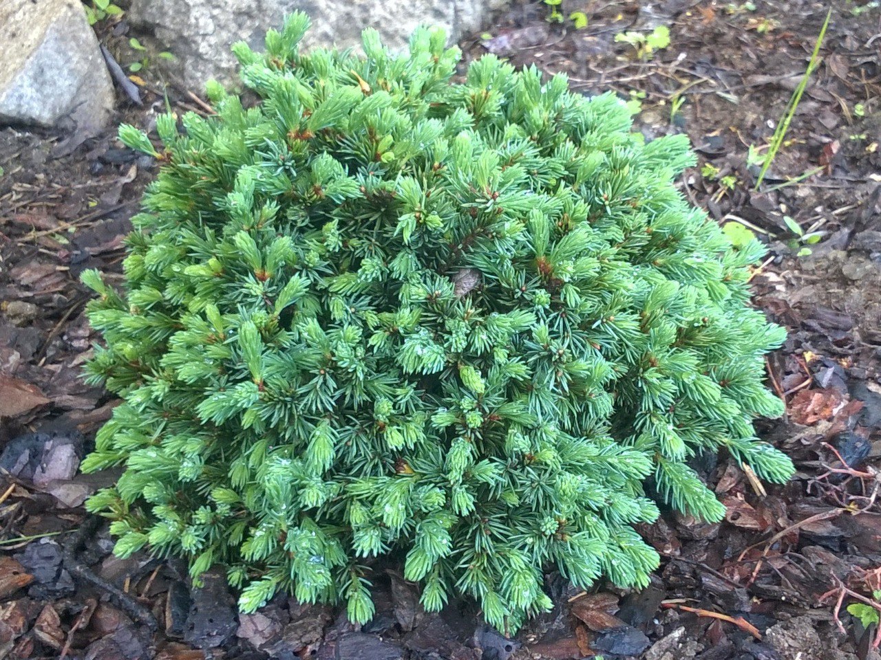 Picea glauca 'Echiniformis'