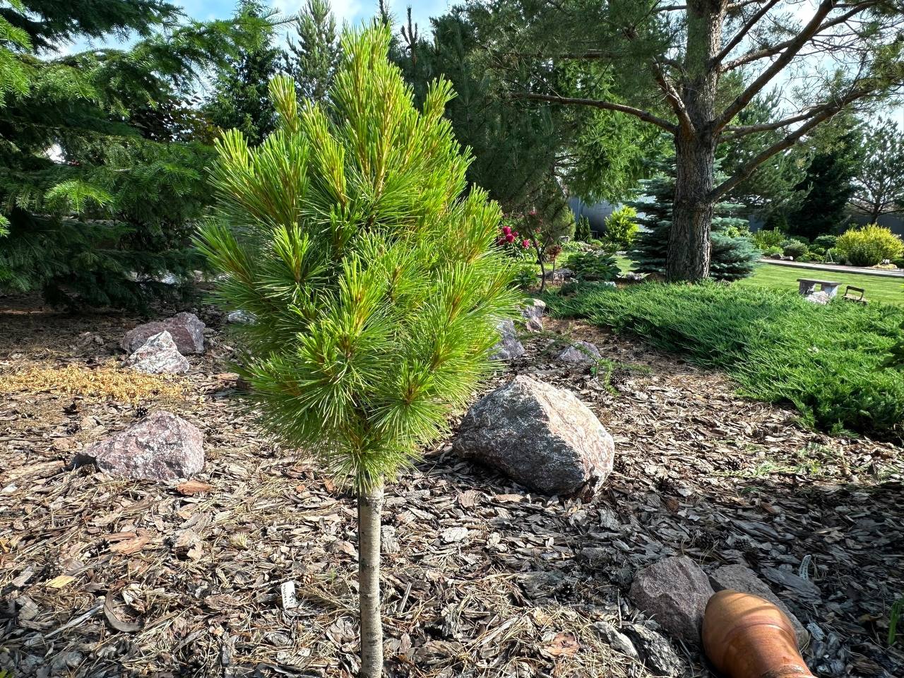 Pinus sibirica 'Narciss'