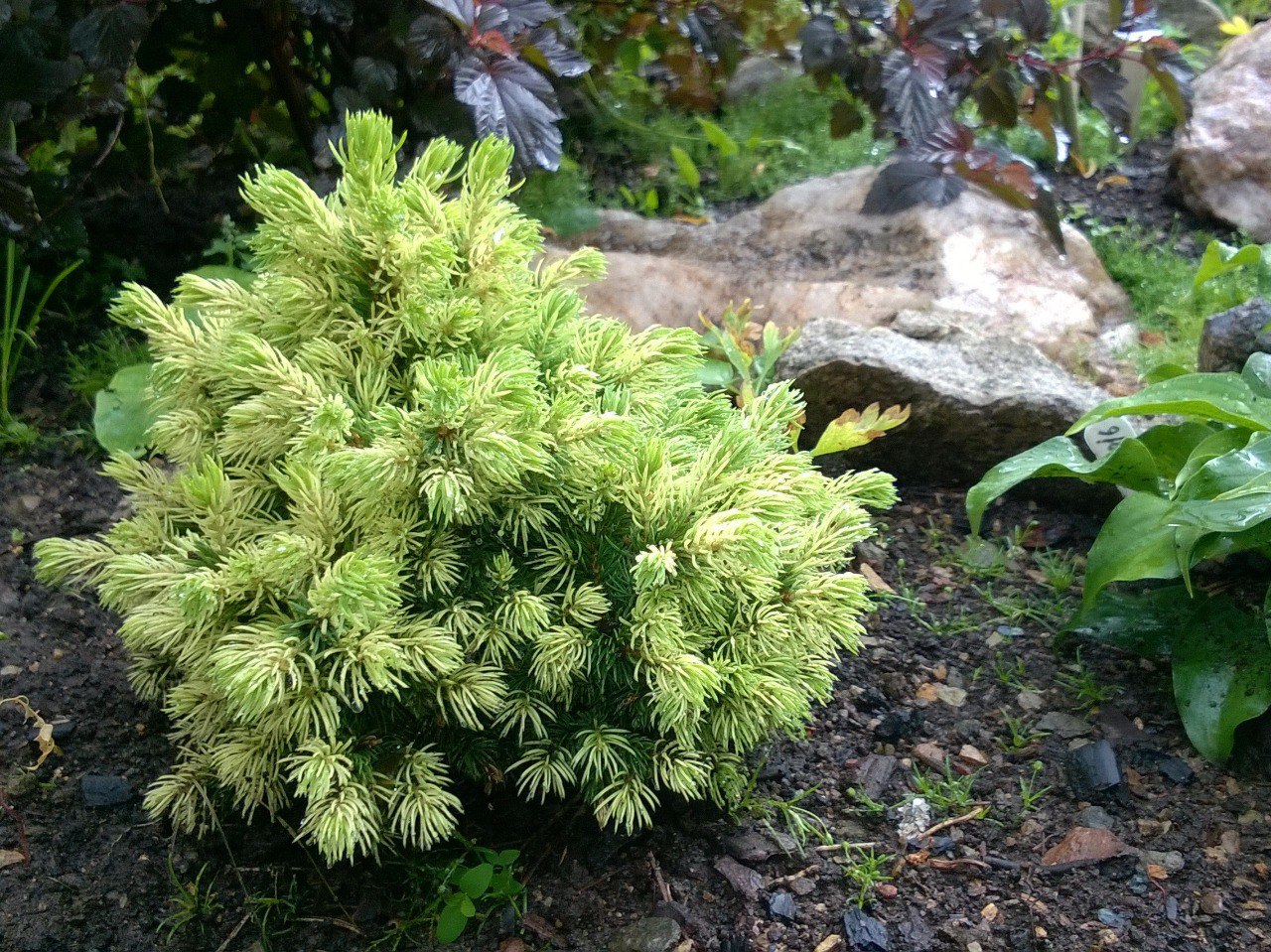 Picea glauca 'Jalako Gold'