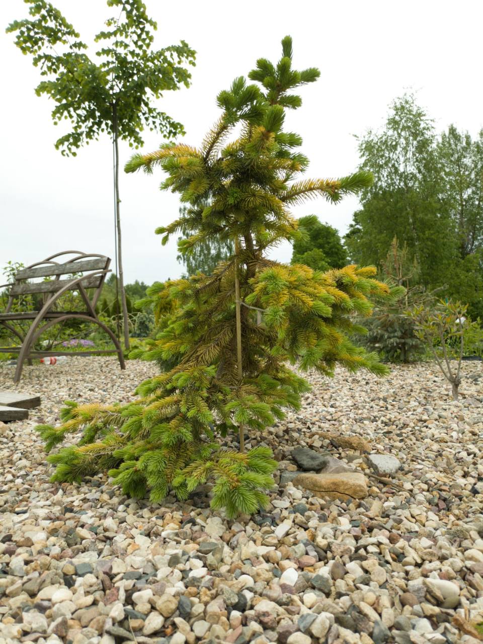 Picea pungens ‘Stanley's gold’