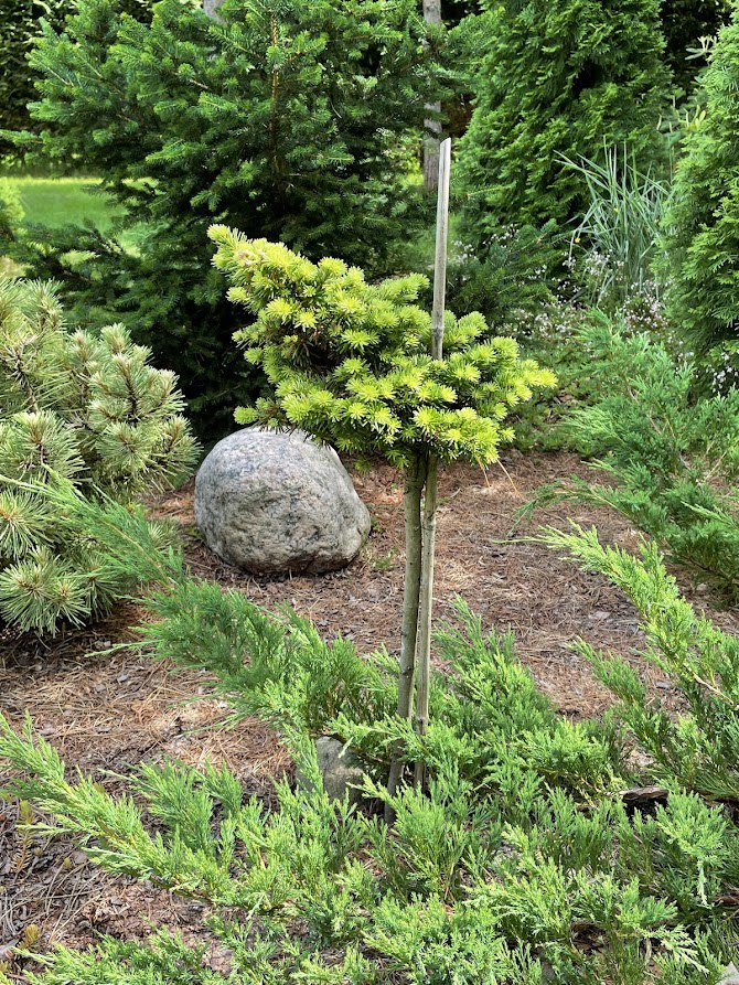 Abies fraseri ‘Gee’s Broom’