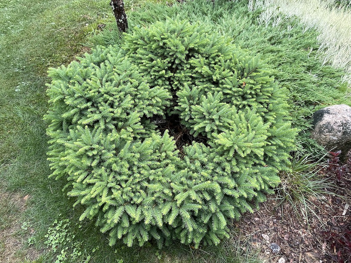 Picea mariana 'Karel'