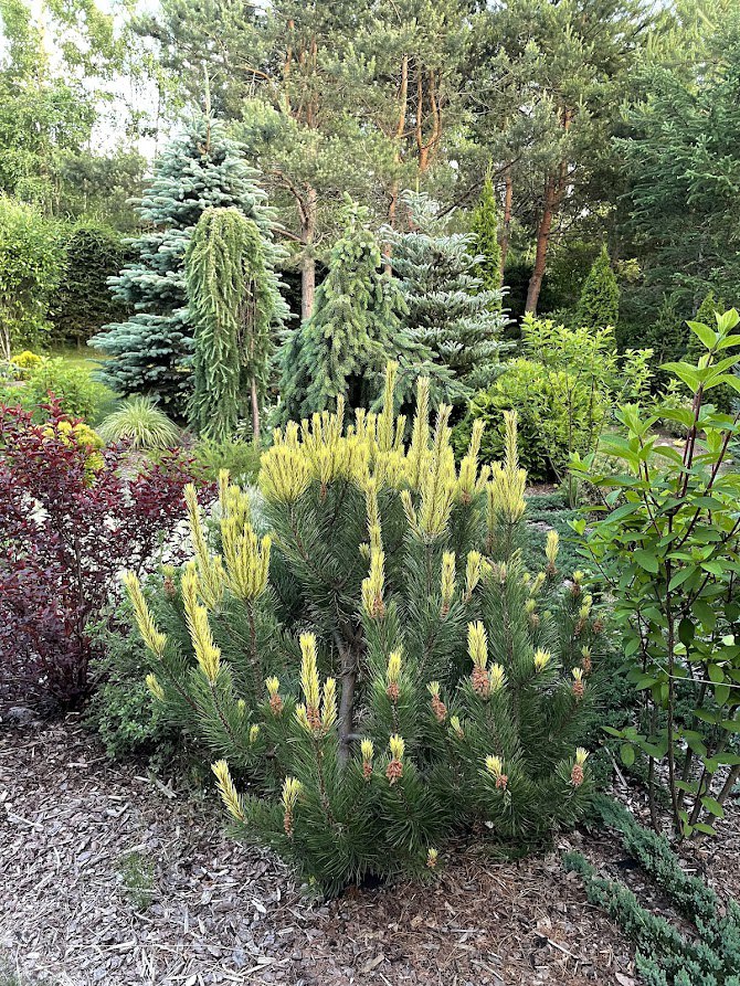 Pinus mugo ‘Fruhling’s Gold’