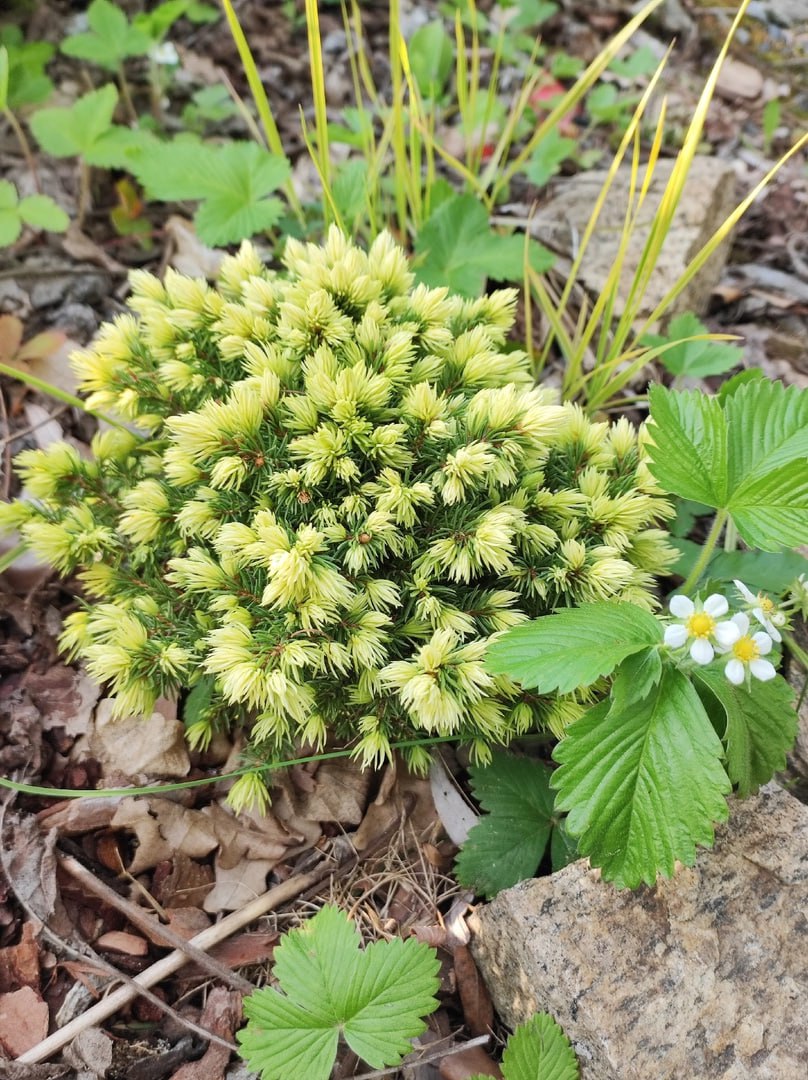 Picea glauca 'Jalako Gold'