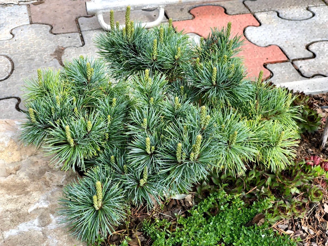 Pinus parviflora ‘Kin-po’