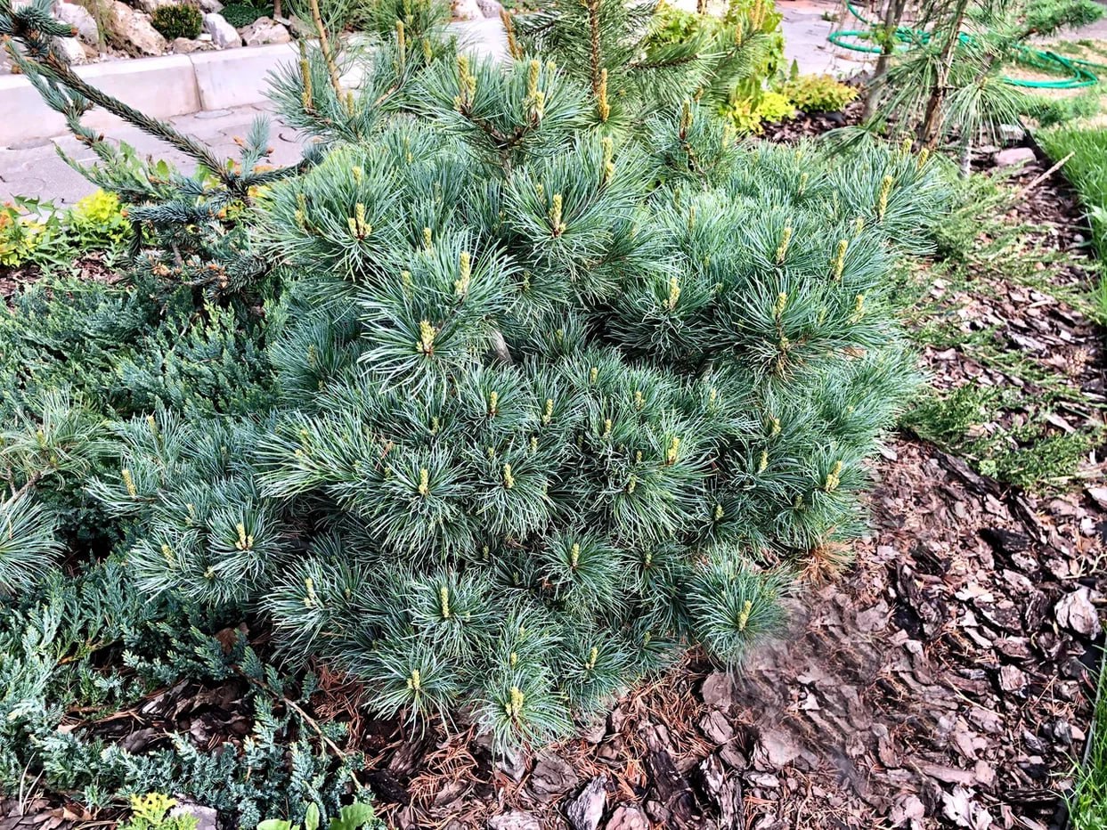 Pinus parviflora ‘Nelli D’