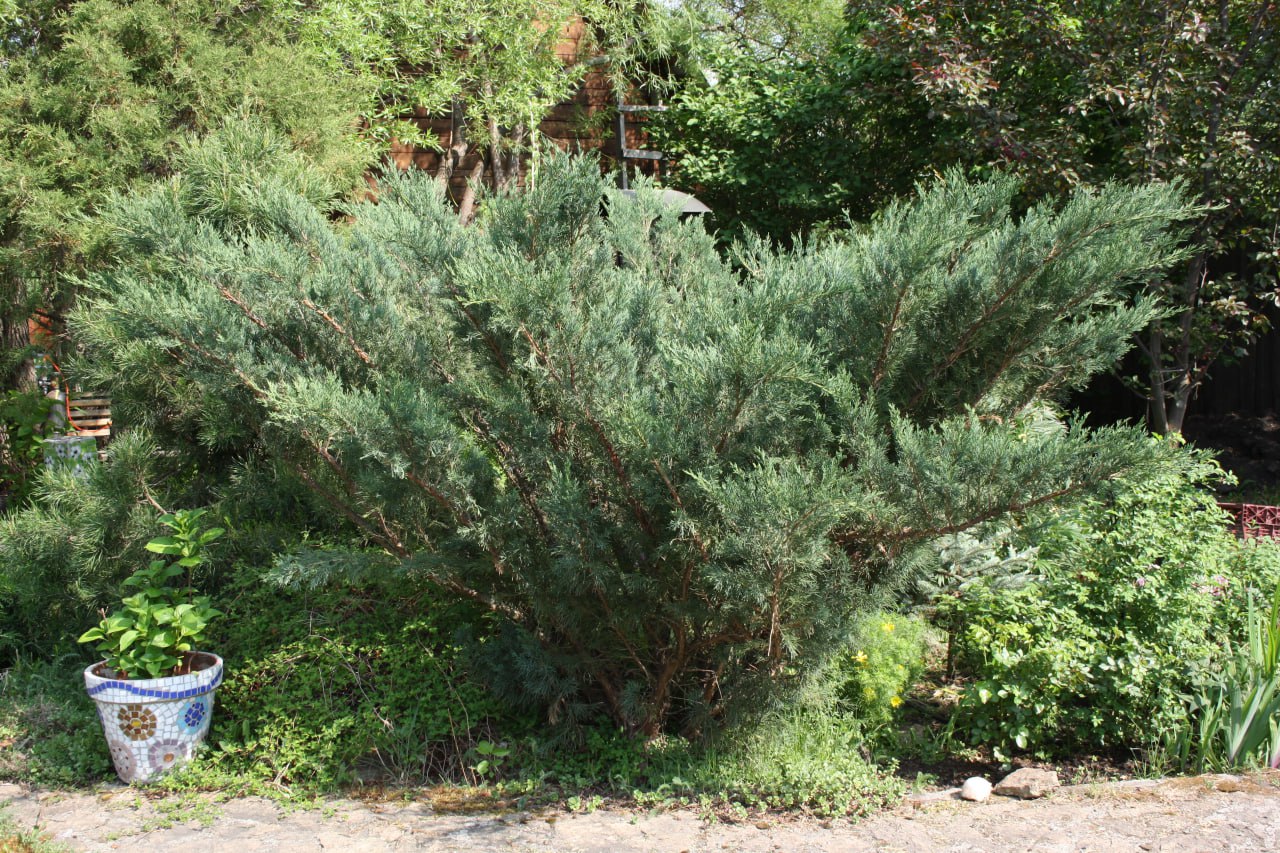 Juniperus pfitzeriana