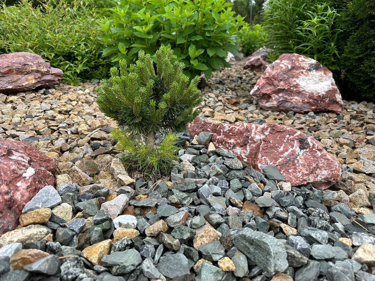 Pinus mugo 'Radka'