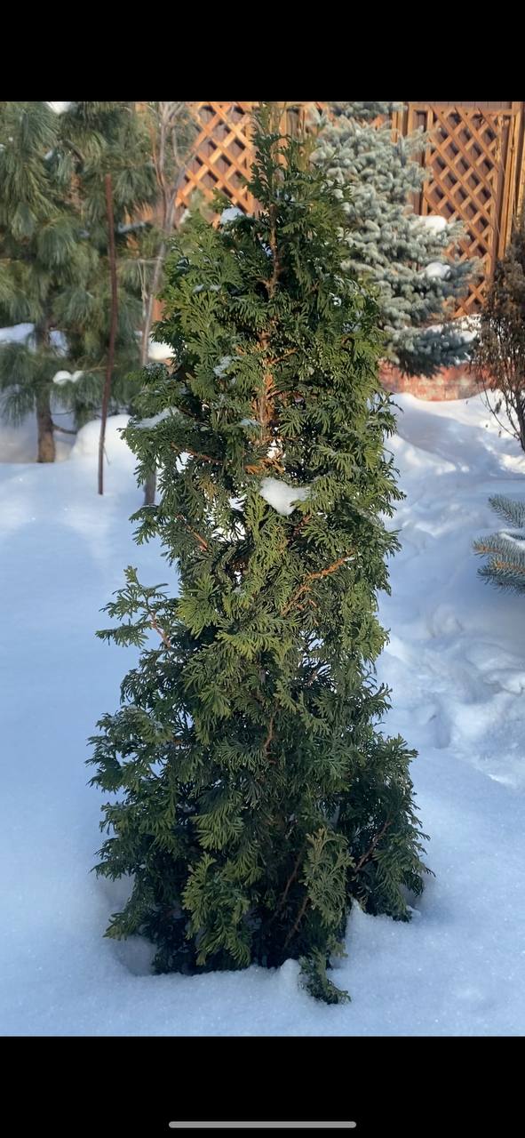 Thuja occidentalis 'Unicorn'