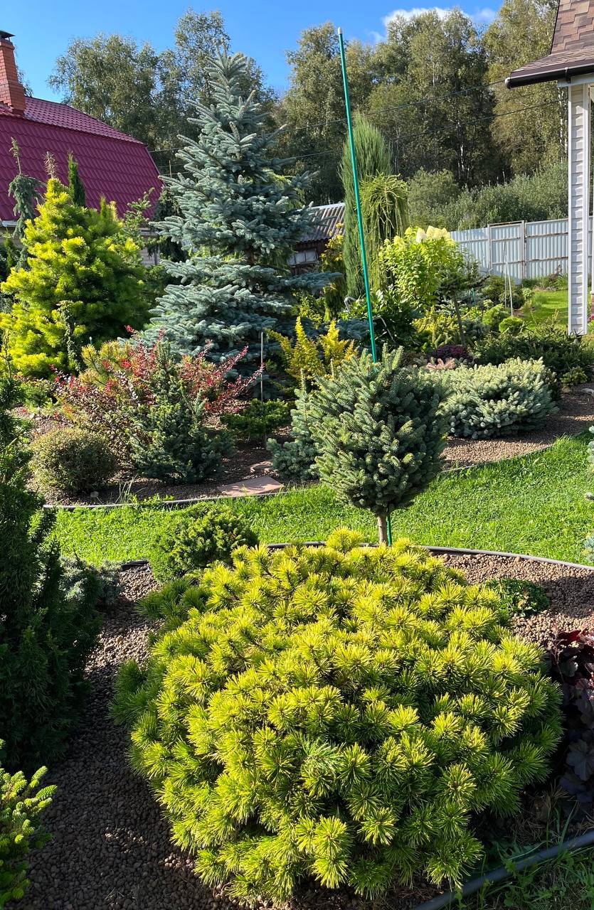 Pinus mugo ‘Lemon’