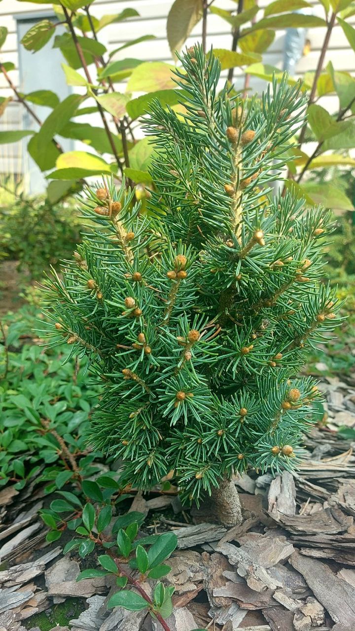 Picea schrenkiana 'Almaty'