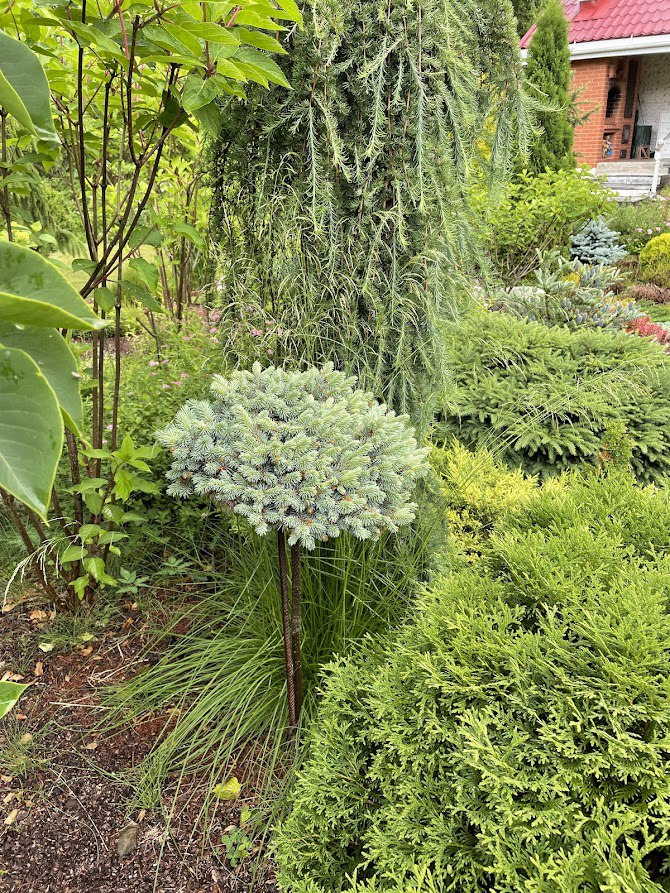 Picea pungens ‘Blue Pearl’