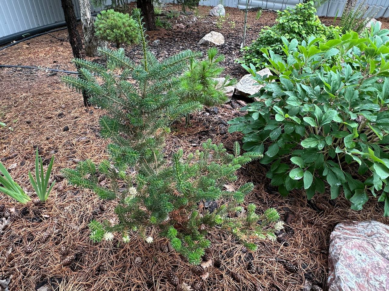 Abies koreana 'Filip’s Snow Pearl’s'