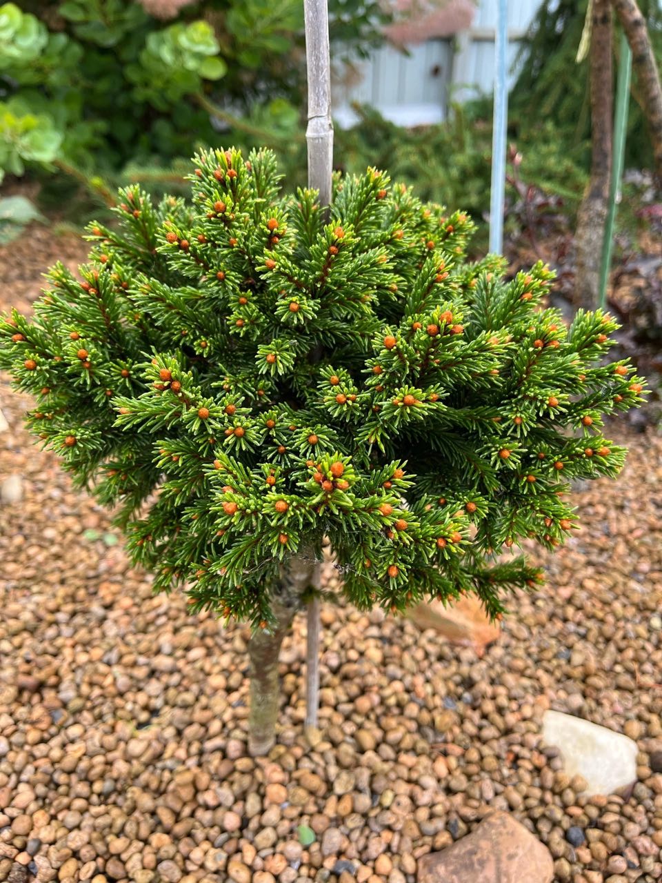 Picea abies 'Anakim'