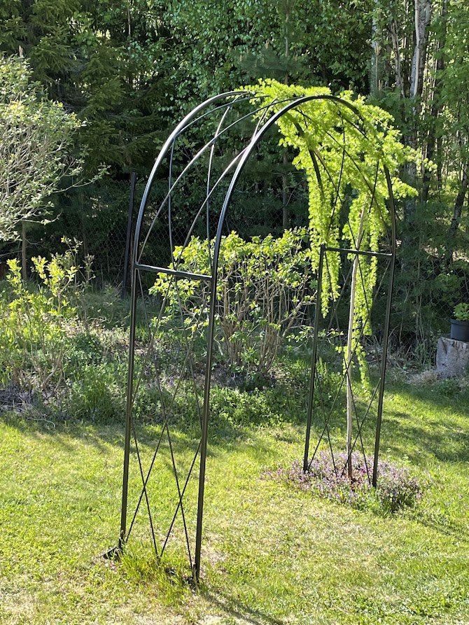 Larix decidua ‘Pendula’