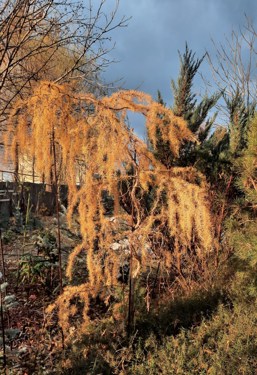 Larix decidua 'Horstmann Recurved'