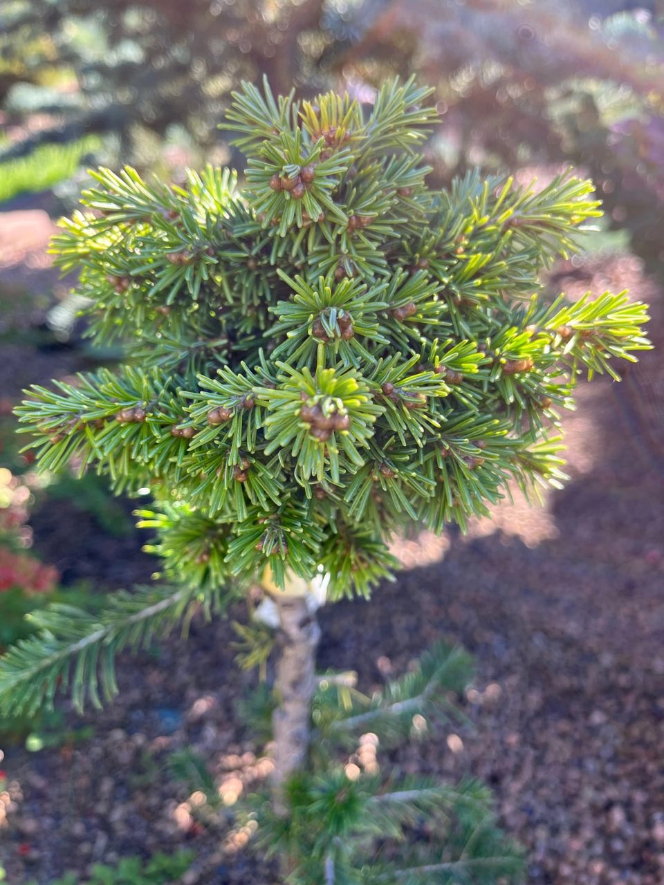 Abies sibirica ‘Gayevka’