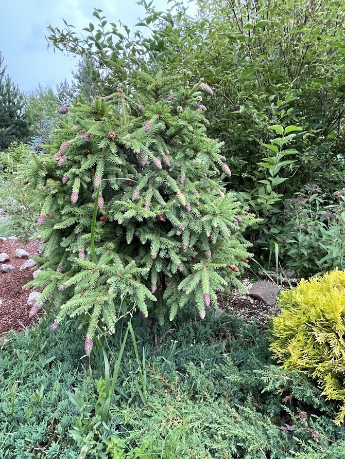 Picea abies ‘Pusch’