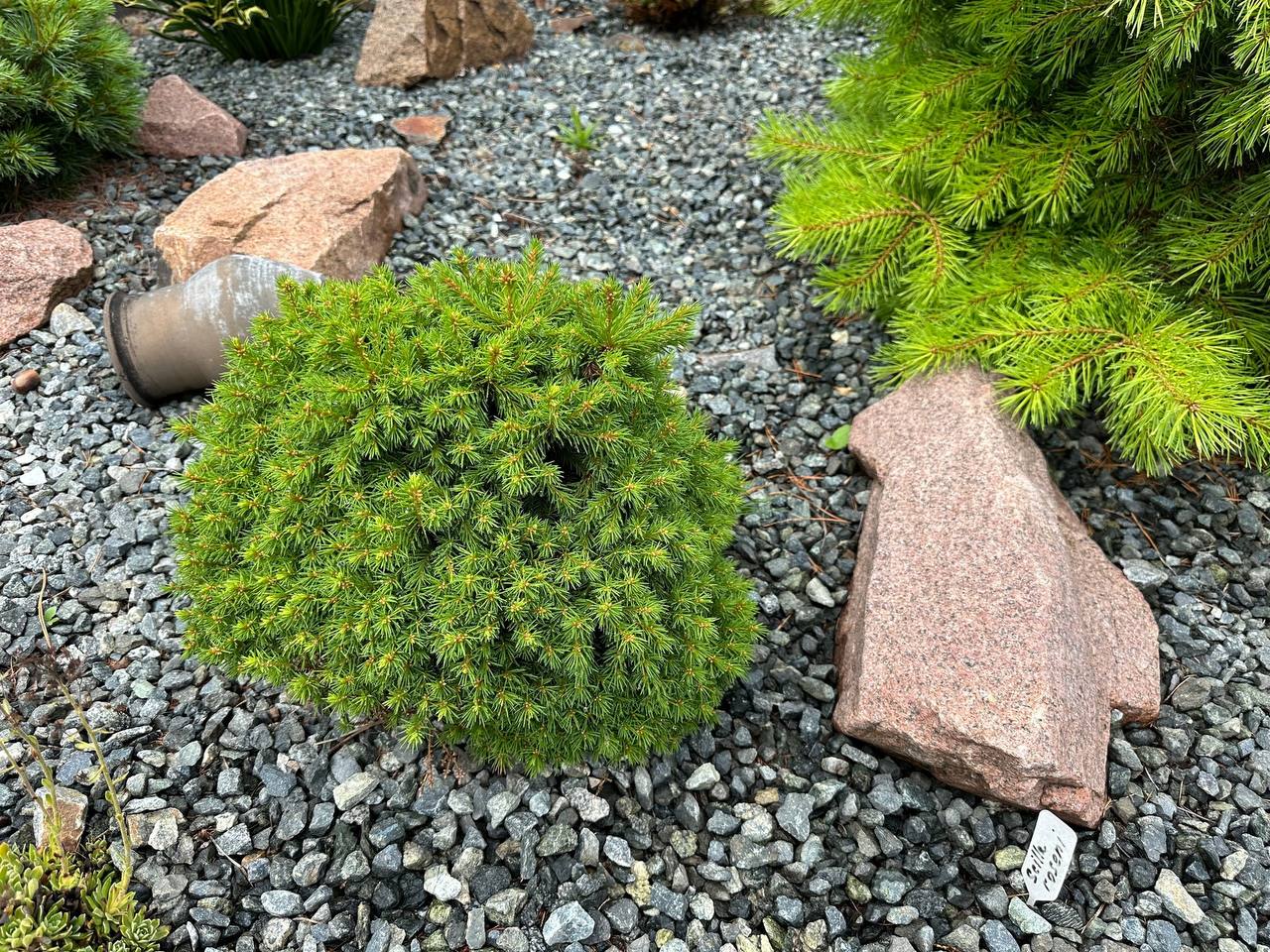 Picea abies 'Kral'