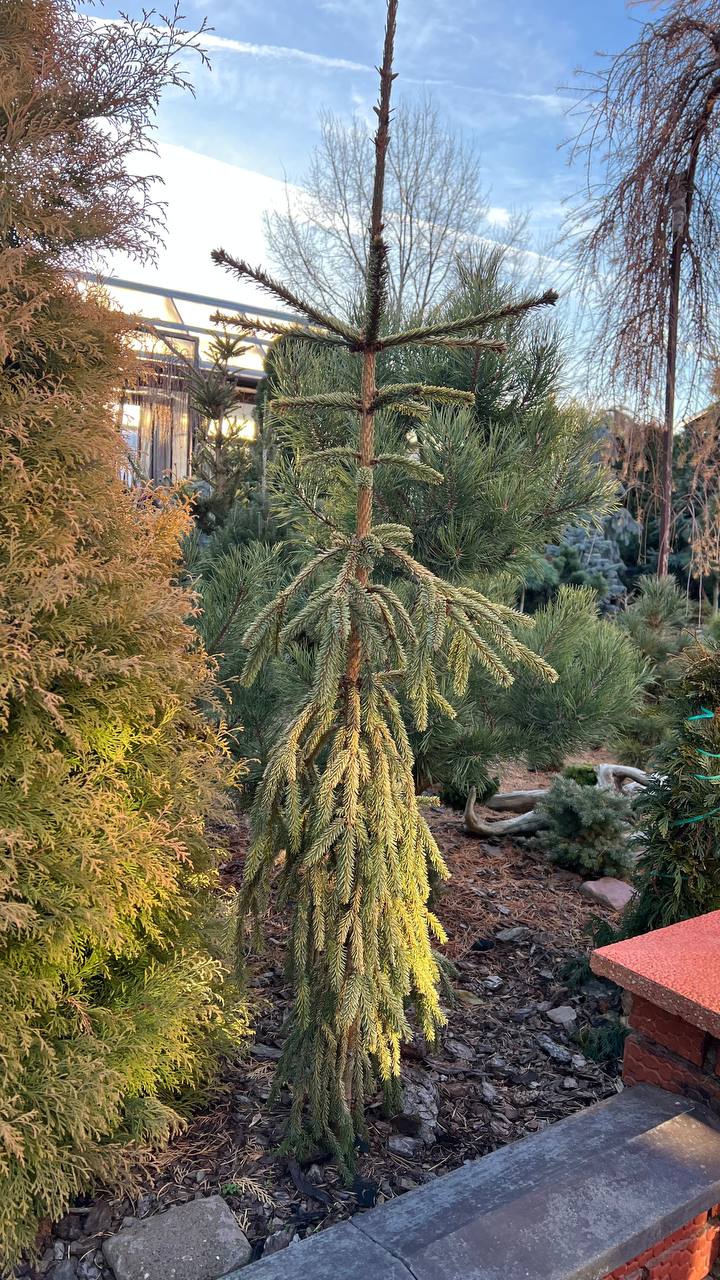 Picea abies ‘Silver Star’