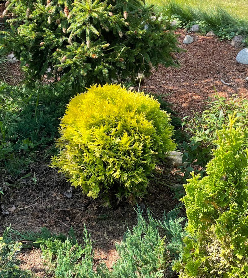 Thuja occidentalis ‘Amber Glow’
