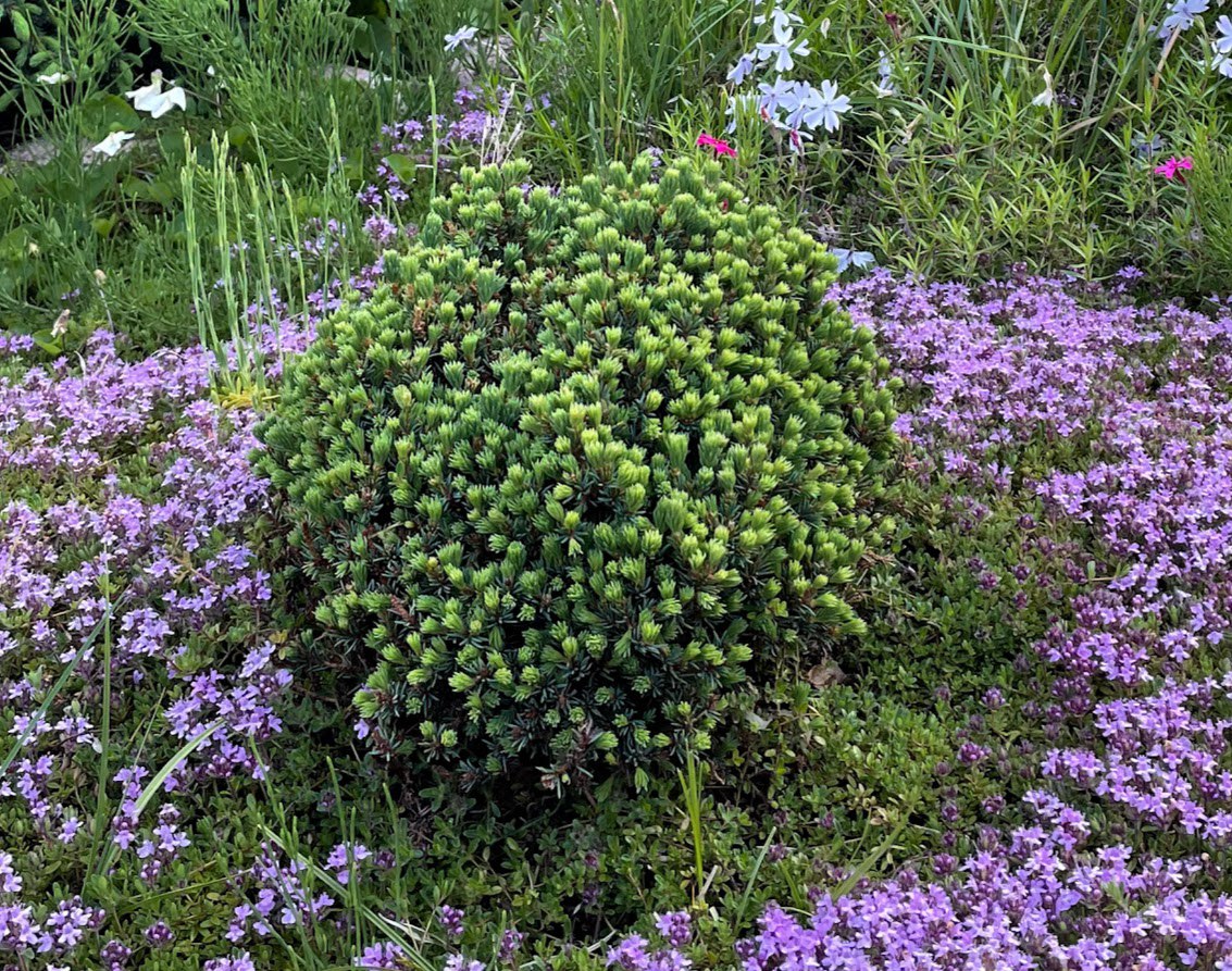 Picea glauca ‘Blue Planet’