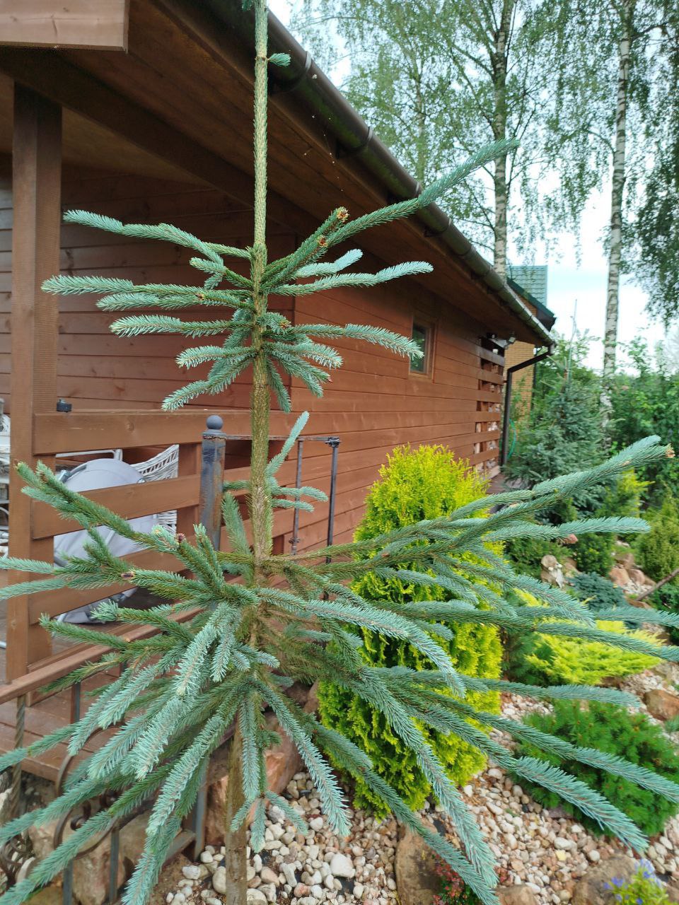 Picea engelmannii 'Snake'