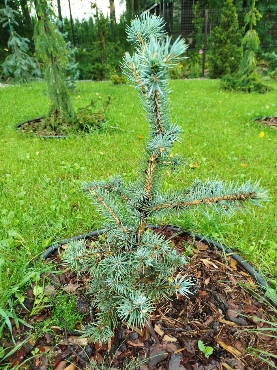 Picea pungens 'Mecky'
