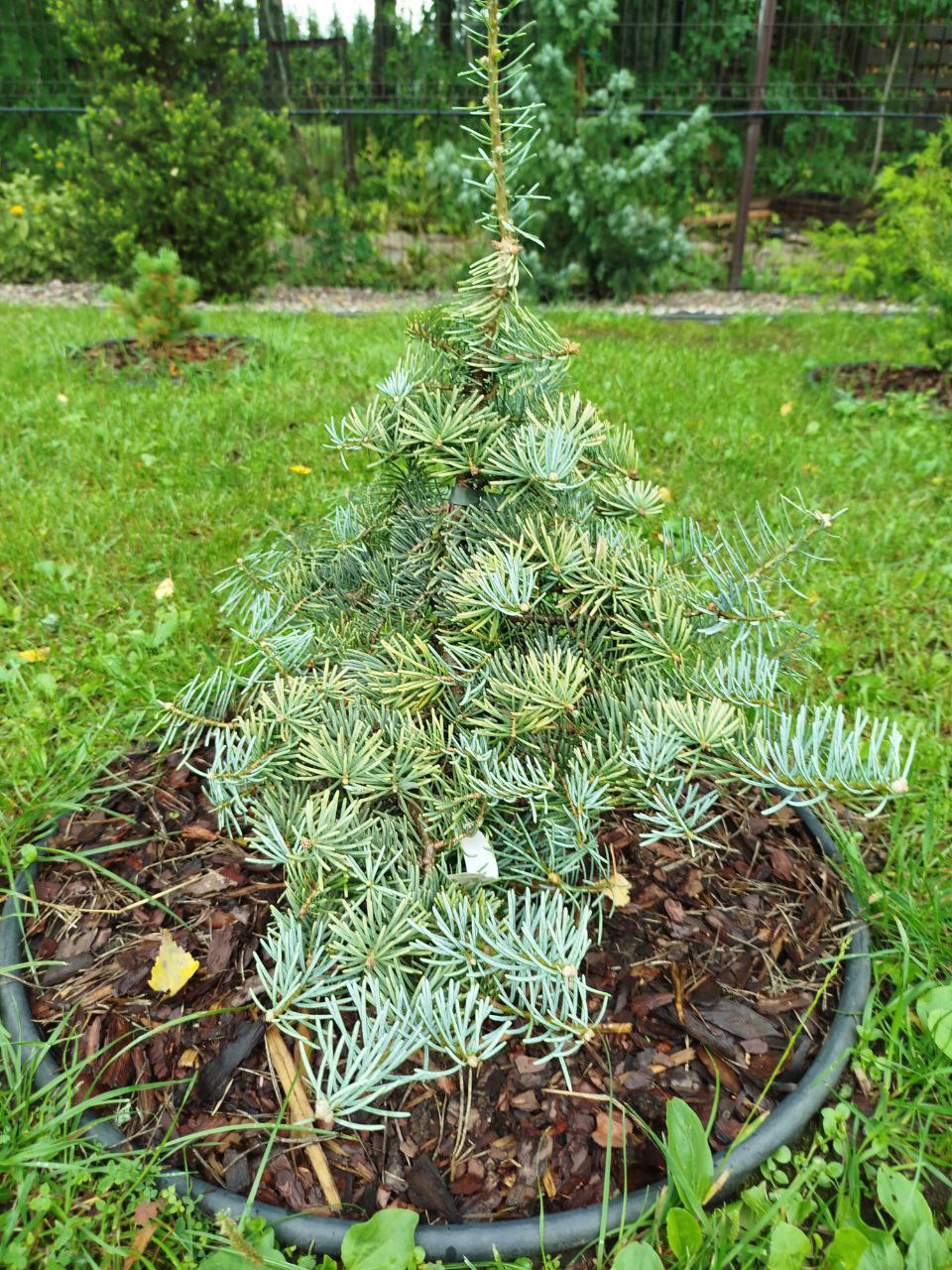 Abies concolor 'Archer's Dwarf'
