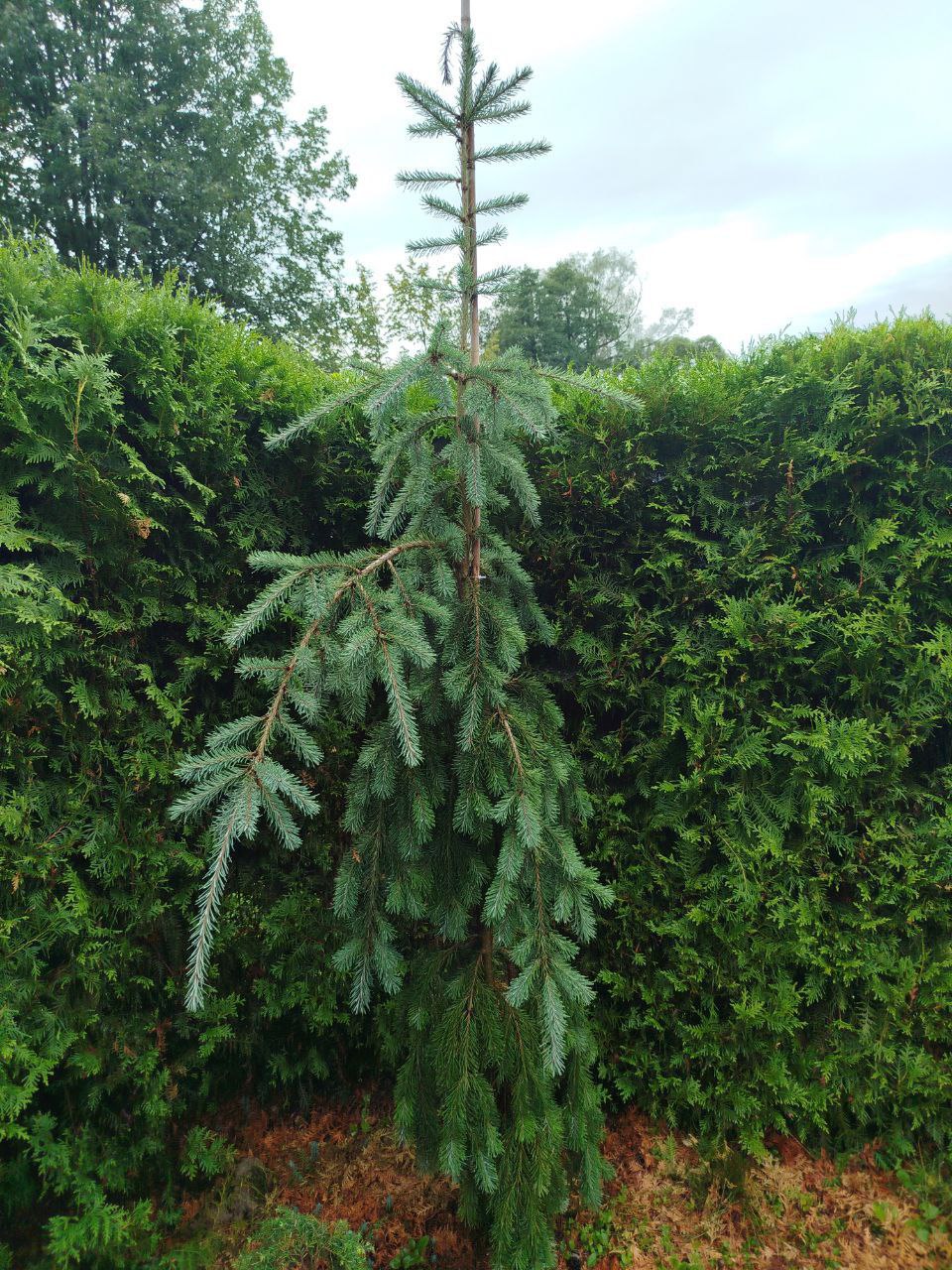 Pseudotsuga menziesii 'Glauca Pendula'