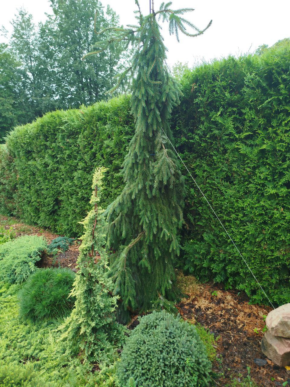 Picea omorika 'Pendula Bruns'