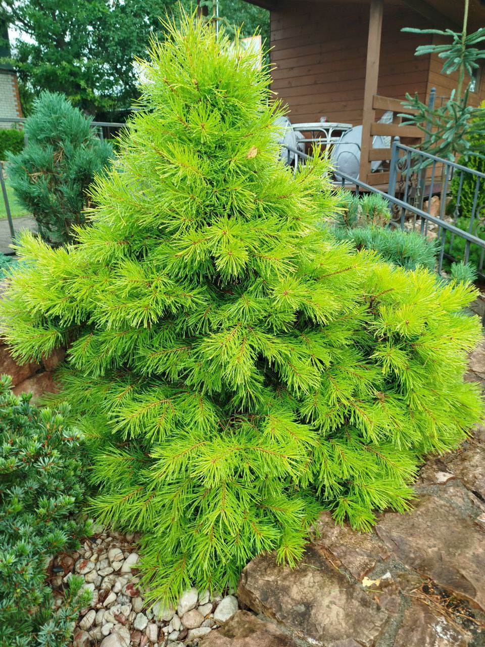 Pinus sylvestris 'Trollguld'