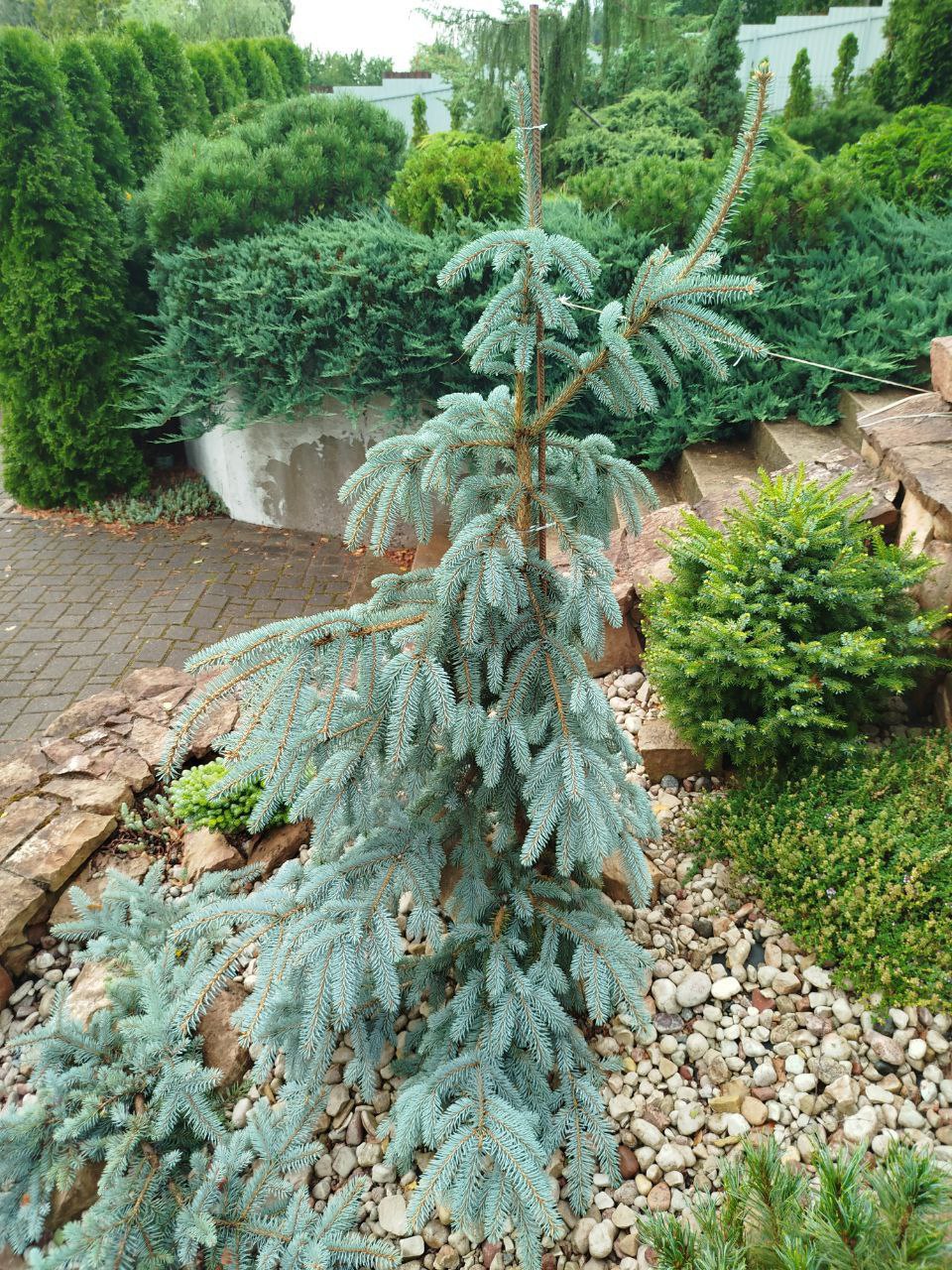 Picea pungens 'The Blues'