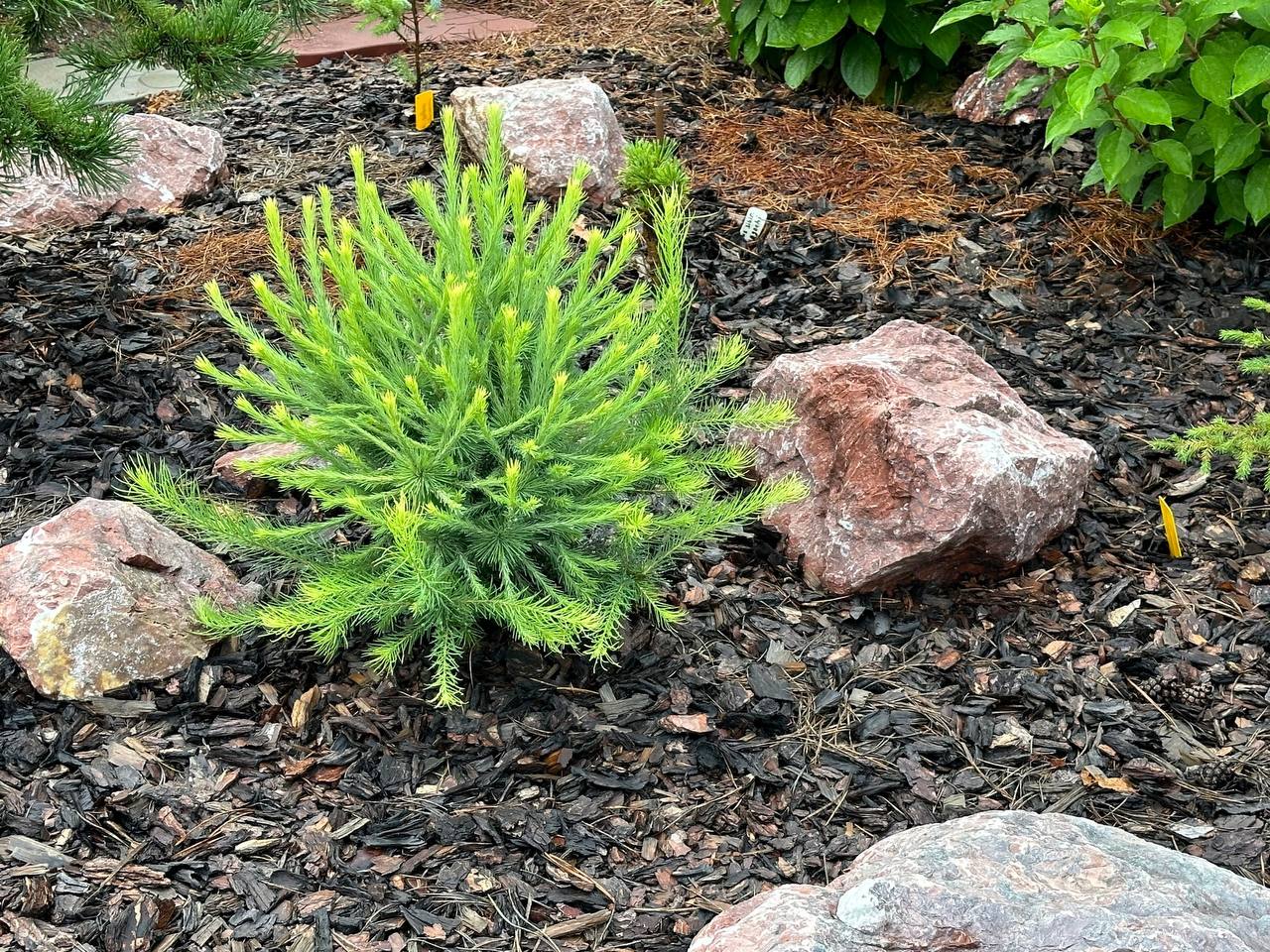 Larix sibirica ‘Grebni’