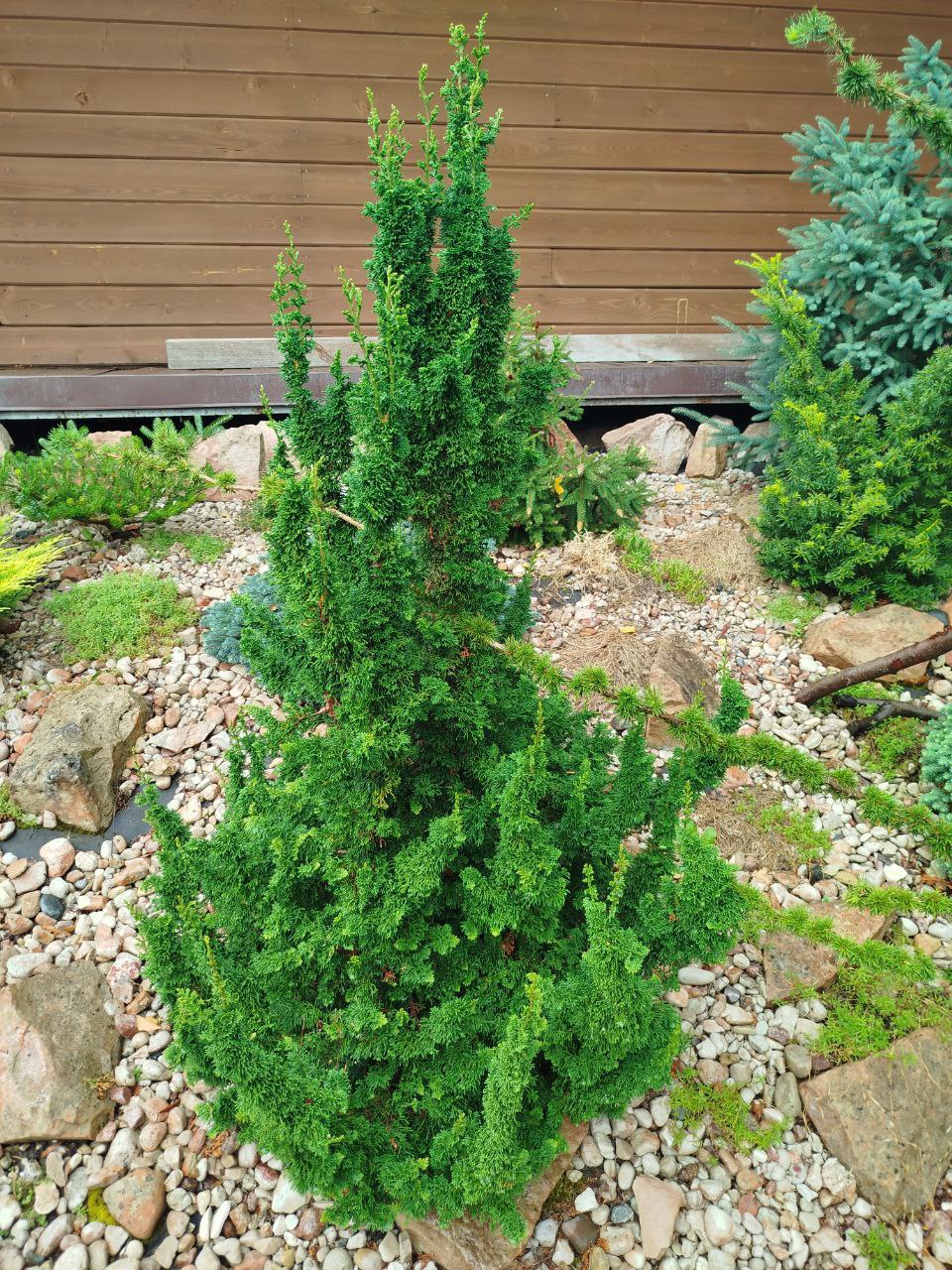Thuja occidentalis 'Malonyana Holub'