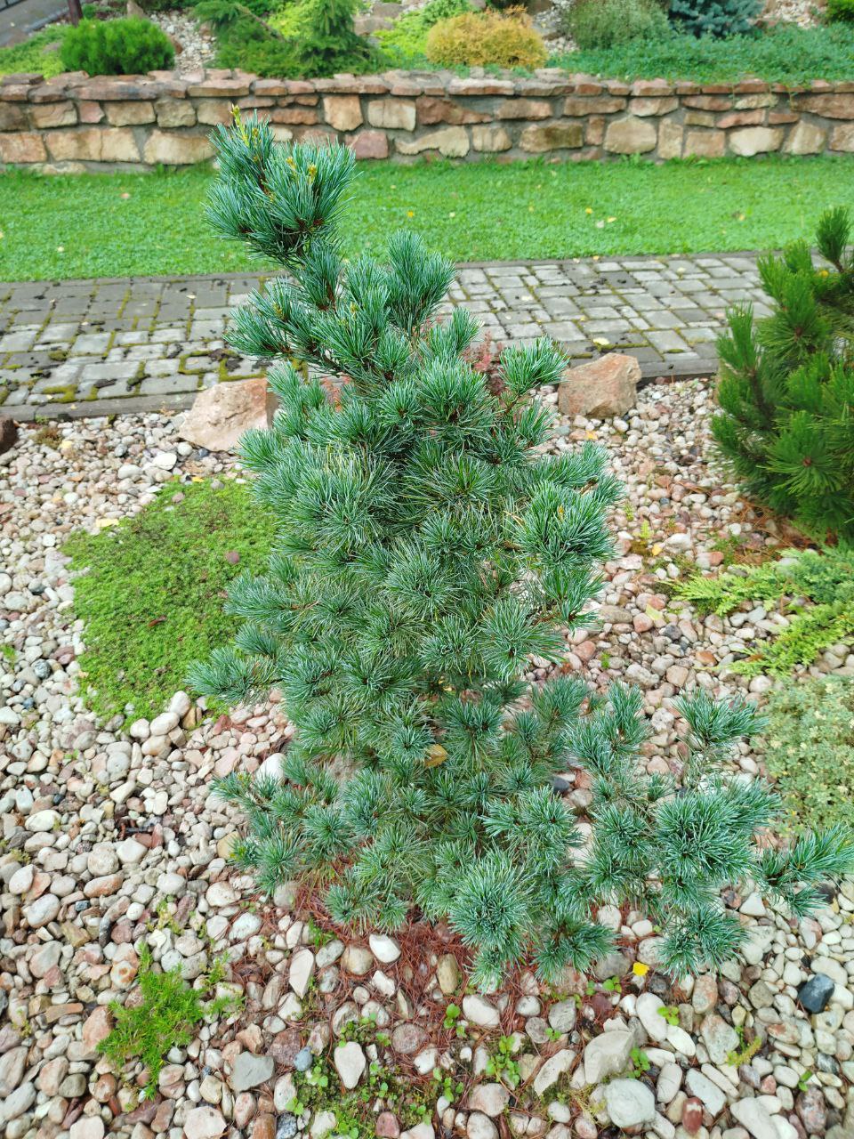 Pinus parviflora 'Negishi'