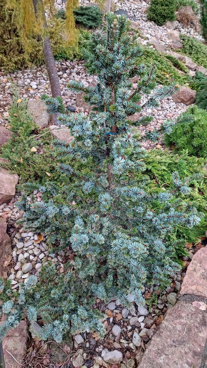 Picea omorika 'De Ruyter'