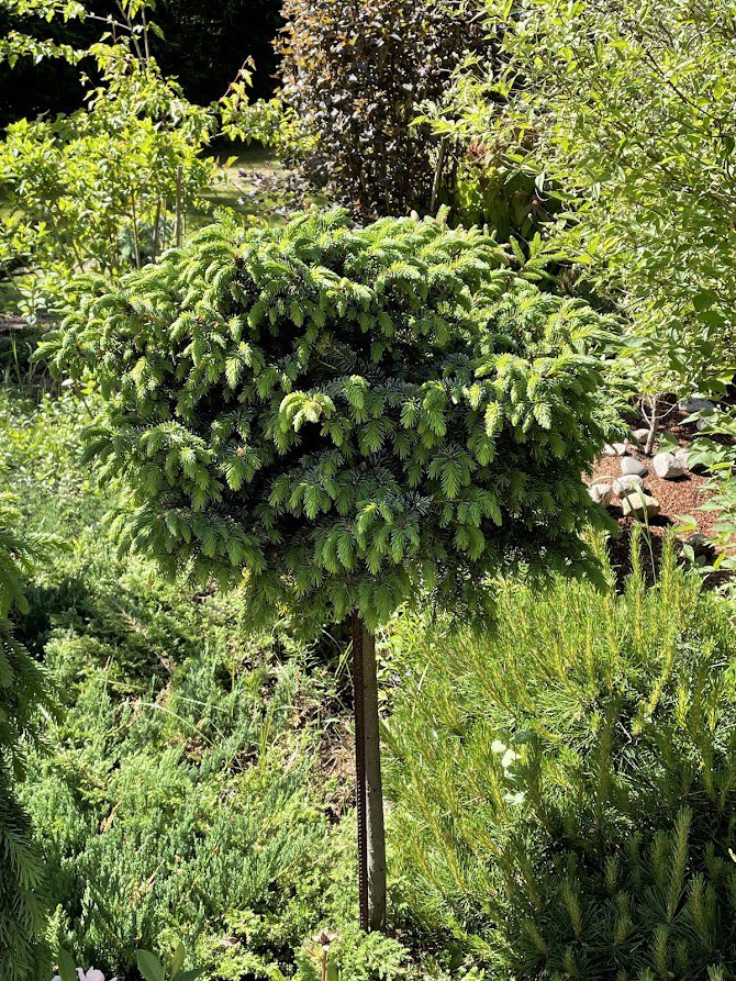 Picea omorika ‘Alexandra’