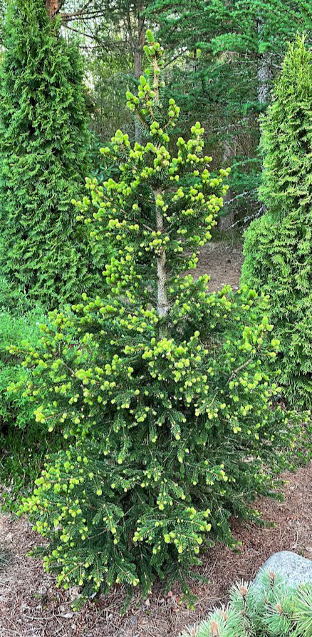 Picea abies ‘Will’s Zwerg’