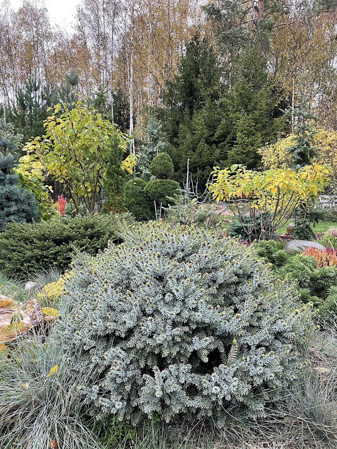 Picea omorika ‘Nana’