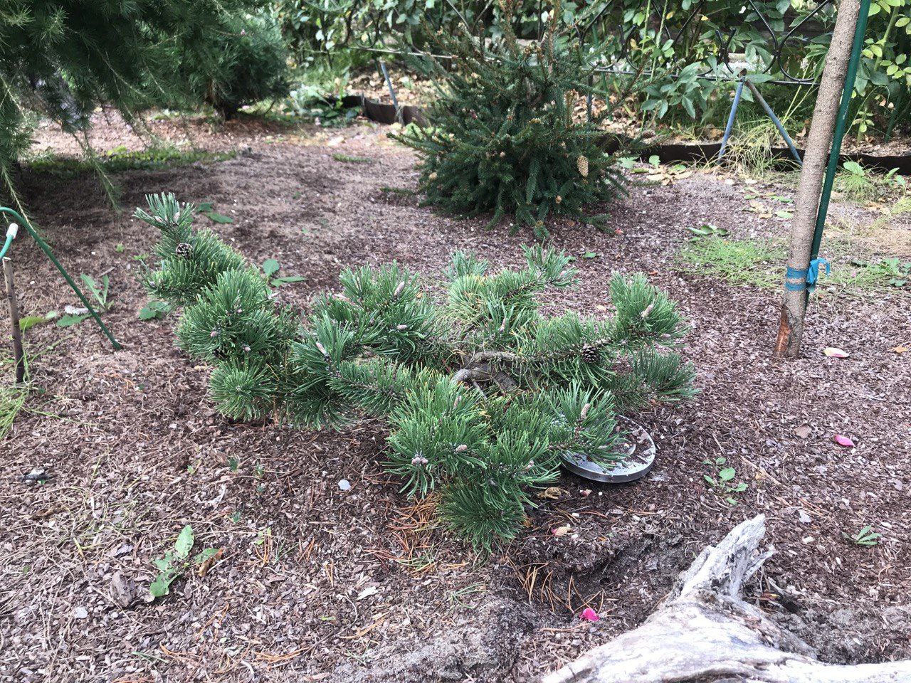 Pinus mugo 'Krauskopf'