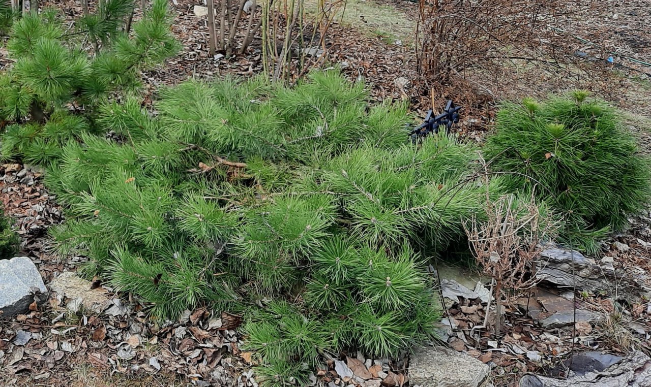Pinus sylvestris 'Hillside Creeper'