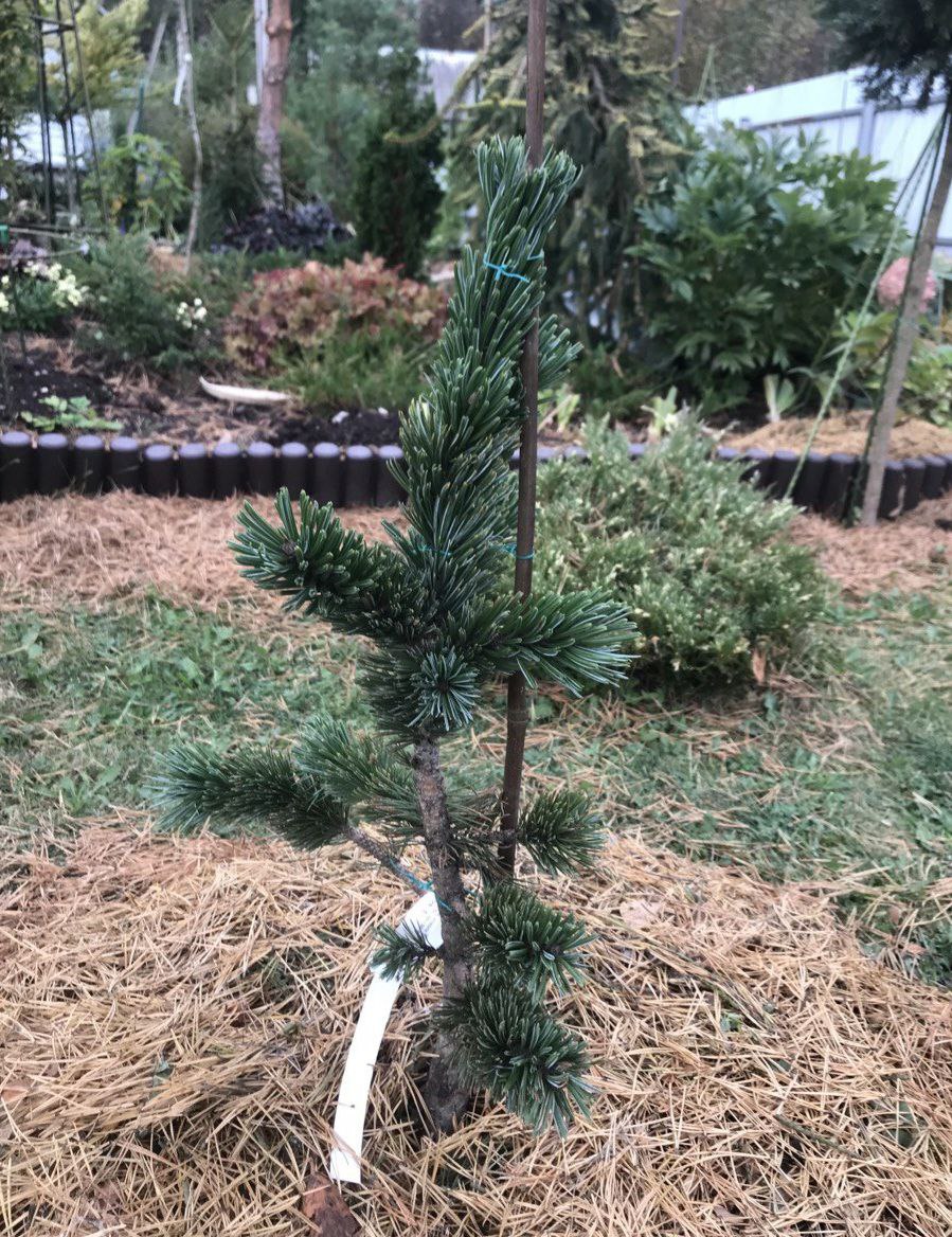 Pinus aristata 'Graciosa'