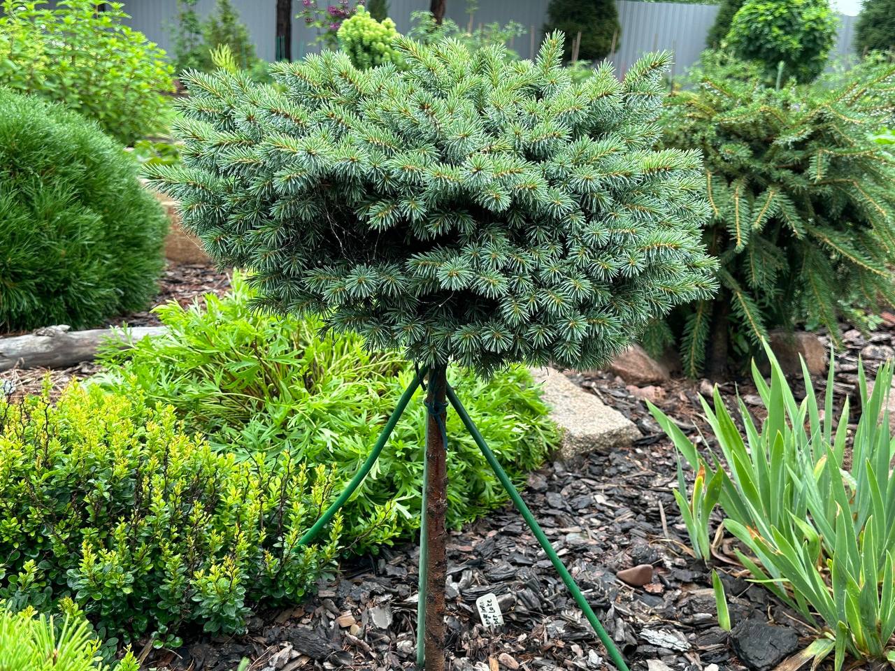 Picea engelmannii ‘Jaspar Lake’