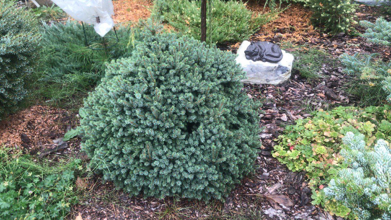 Picea glauca Echiniformis