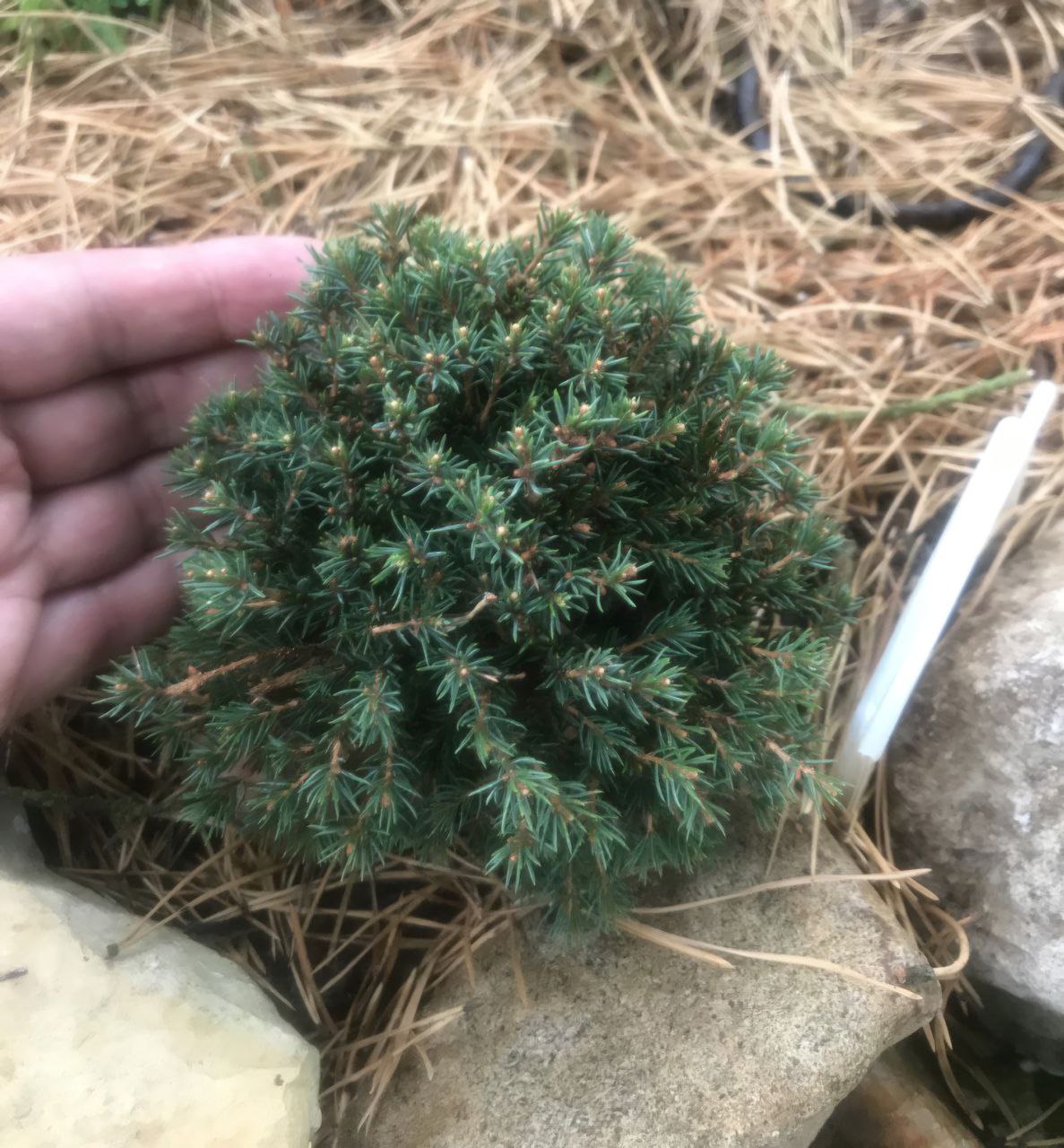 Picea glauca 'Blue Planet'